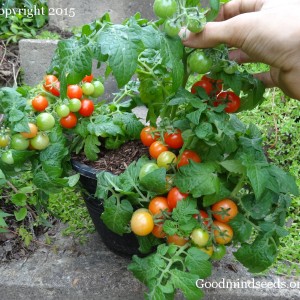 Container Tomatoes
